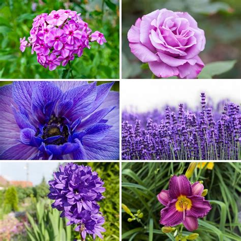 List Of Purple Flower Names