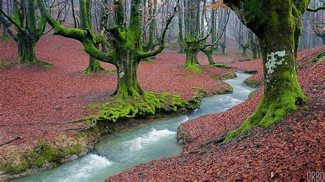 Otzarreta Forest In Basque Country Spain Outdoor Natural Park Nature