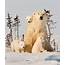 Polar Bear Family Beautiful  Styles Time Wild Animals Pictures
