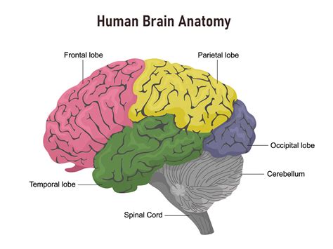 Lobes Of The Brain Anatomy