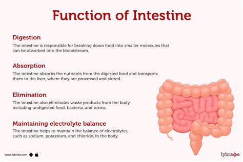 intestines anatomy picture function location conditions