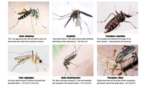 Mosquito Species In The Word Must You Know Facts About Mosquitoes