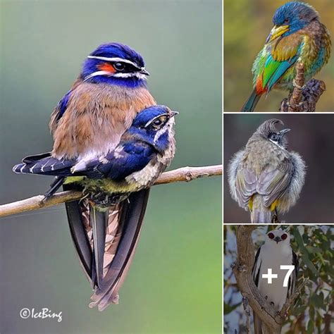 Unveiling The Marvels Ten Uncommon And Magnificent Avian Species From