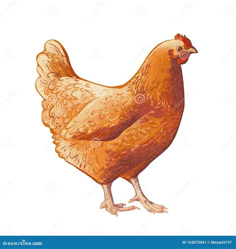Vector Brown Chicken Hen Poultry Broiler Farm Animal Vintage