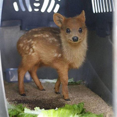 The Worlds Smallest Deer The Pudú Cute Animal Picture