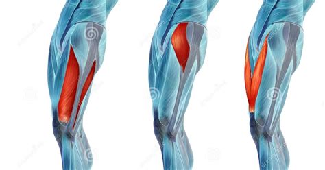 Anatomy Of Upper Leg Muscles And Tendons Anatomy Of Upper Leg Muscles