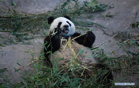 Giant Pandas At Ahtari Zoo In Finland Xinhua Englishnewscn