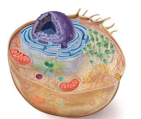 la diffusion en la celula eucariota