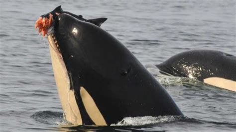 This Is Why Orcas Are Known As Killer Whales Way Daily