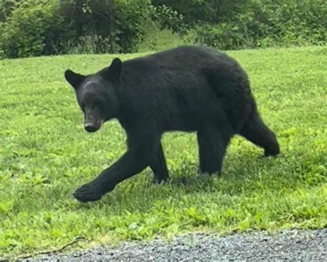 Tranquilized Bear Drops From Washington Park Tree In Albany