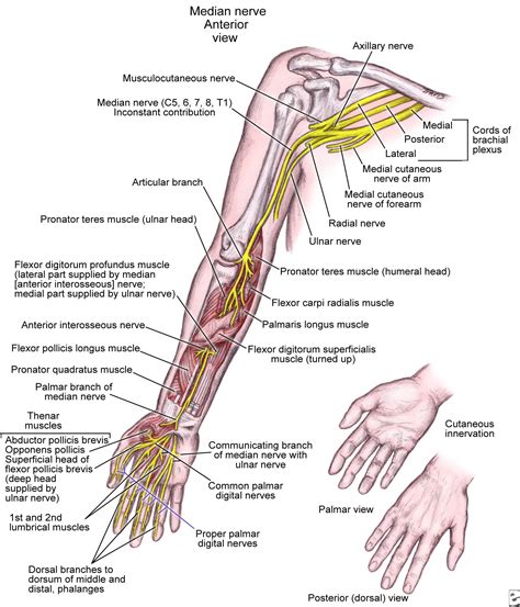 Pin By Sandeep On Upper Limb Anatomy Pinterest Upper Limb Anatomy