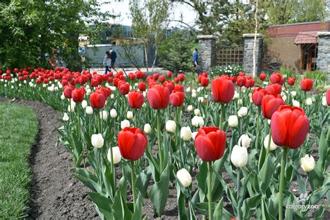Sending flowers throughout canada just got easier! Celebrating Canada 150 with flowers - Calgary Zoo - Blog
