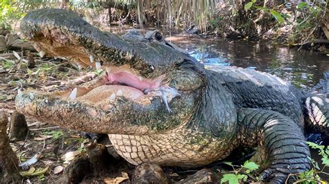 Largest Alligator Caught In Florida