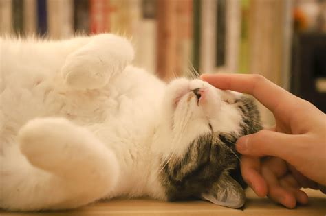 5 Ways Cats Show Affection Val Heart