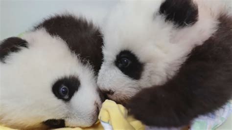 Adorable Twin Baby Pandas Named Elegant And Happy Youtube
