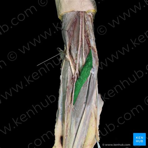 Musculus Pronator Teres Anatomie Funktion Klinik Kenhub