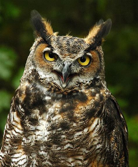 A Great Horned Owl Photographed In Massachusetts What Other Wildlife