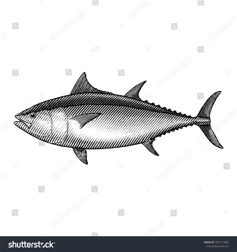 4907 Bluefin Tuna Images Stock Photos And Vectors Shutterstock