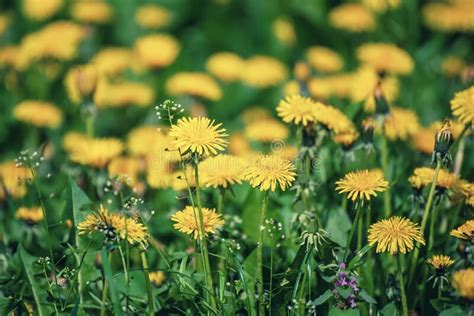 Dandelion Flower Meadow Stock Photo Image Of Grass 179846274