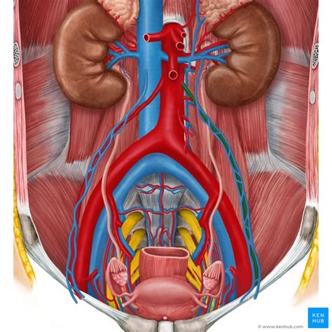 Ovarian Artery Anatomy Branches Supply Kenhub