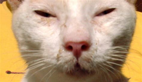 Cat Reverse Sneezing And Coughing Cat Meme Stock Pictures And Photos