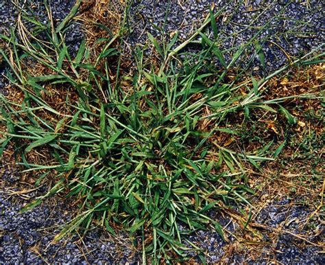 Know Your Crabgrass Just By Looking At It Crab Grass Lawn Care