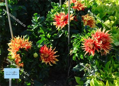 Dahlia ‘autumn Sunburst Ingrijire Inmultire Horticultorulro