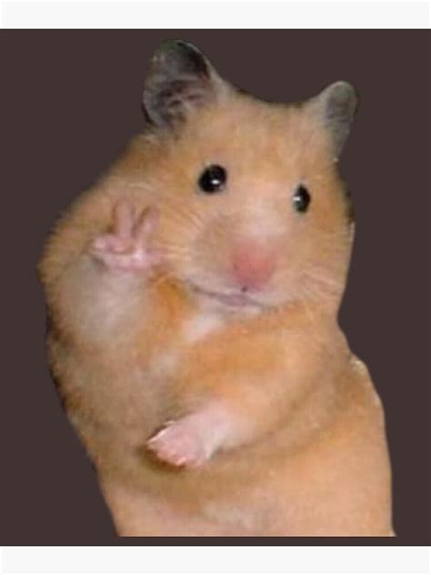 Peace Hamster Meme Poster For Sale By Barbarapatt Redbubble