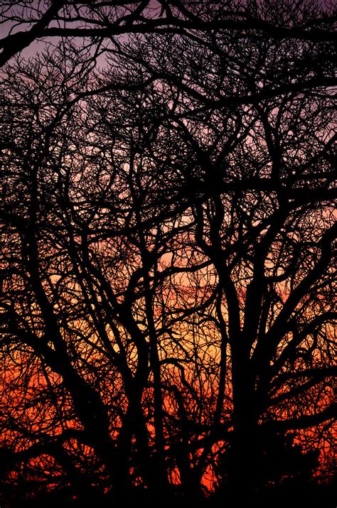 Sunset Tree Silhouette Nic Redhead Flickr