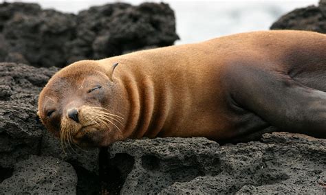 All sea lions have plain brown fur, ranging from tan to a dark chestnut brown. Galapagos Fur Seal - Galapagos Conservation Trust