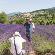 From Avignon Half Day Lavender Tour Of Luberon Getyourguide