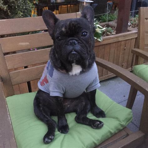 French Bulldog Rescue Network A Nonprofit Corporation Reviews And