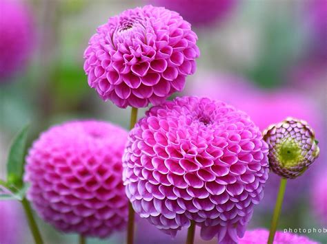 45 Pretty Flowers In The World With The Names And Pictures