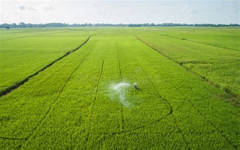 Aerial View From Flying Drone Thai Farmer Spraying Chemical To Stock