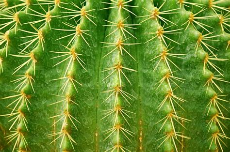 Cactus Texture Stock Bild Colourbox