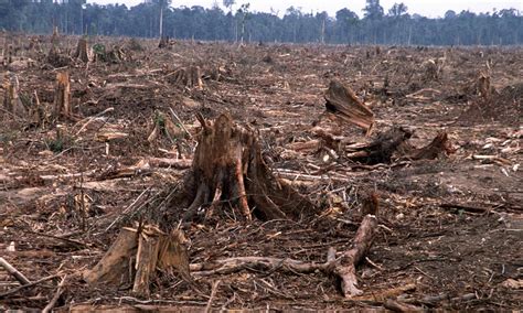 Deforestation And Forest Degradation Threats Wwf