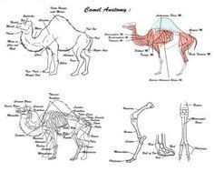 But the hump on his back made it difficult for him to carry' the load. Pin on farida & fayrouz
