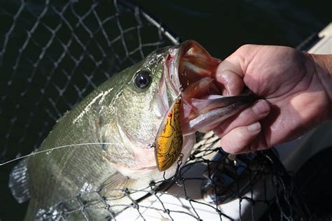 Top Places For Bass Fishing In South Carolina Game And Fish