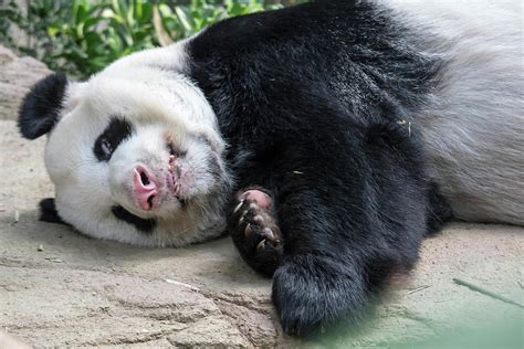 A Sleeping Giant Panda Bear Giant Panda Bear Falls Asleep Durin