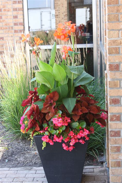Coleus Canna Lilies And Begonias The Lake Forest Oasis Along I 94