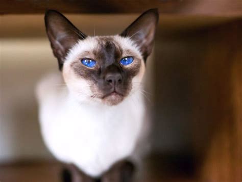 Gatto Siamese Punto Lince Blu