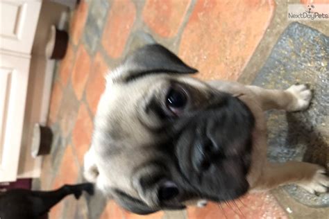 See more ideas about pug puppies, puppies, pugs. Connor: Pug puppy for sale near Oklahoma City, Oklahoma. | 34195d03-add1