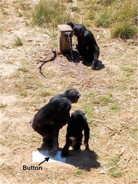 Chimpanzees Behave Prosocially In A Group Specific Manner Science