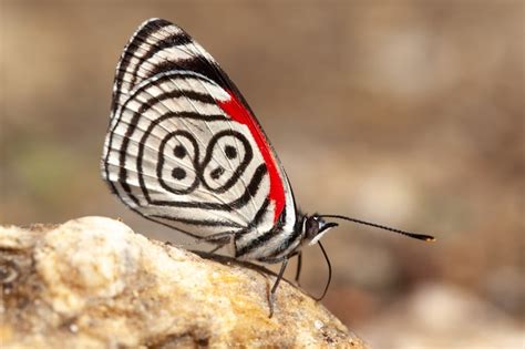 Premium Photo Butterfly Diaethria Also Called 88