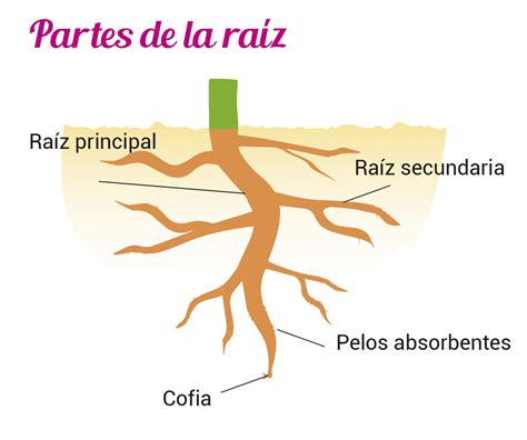 Estar Cohete Herm Ticamente Cuales Son Las Partes De La Raiz Ejecutable Tocino Mostrarte