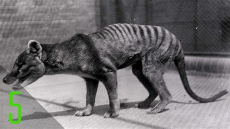 5 Rare Final Videos Of Animals That Are Now Extinct Doovi