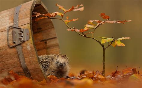 Hedgehog Full Hd Wallpaper And Background Image 1920x1200 Id441261