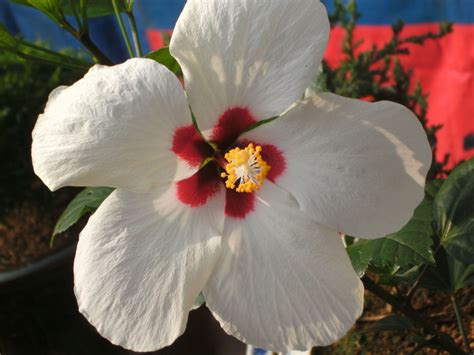 And blooming unfolds a huge colorful flower range in the most unexpected shapes. White Hibiscus | White hibiscus, Hibiscus, Plants