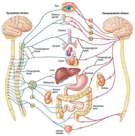 This is the currently selected item. Nervous System Intro