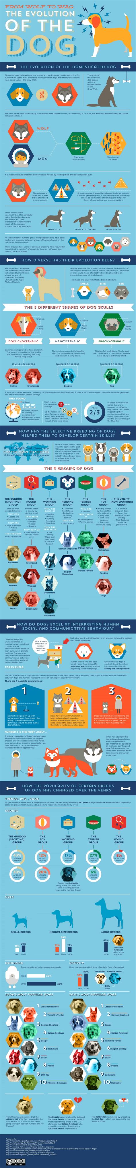 Woof Woof The Evolution Of The Dog Daily Infographic